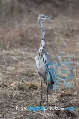 Grey Heron Stock Photo