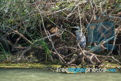 Grey Heron (ardea Cinerea) In The Danube Delta, Romania Stock Photo