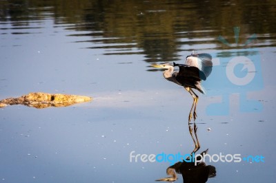 Grey Heron Coming In To Land Stock Photo