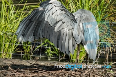 Grey Heron Spreading His Wings Stock Photo