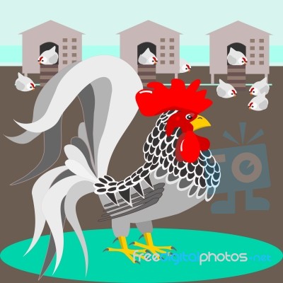 Grey Rooster With Nest Stock Image