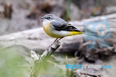 Grey Wagtail Stock Photo