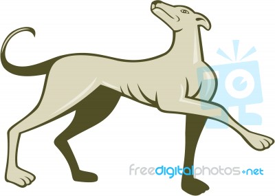 Greyhound Dog Marching Looking Up Cartoon Stock Image