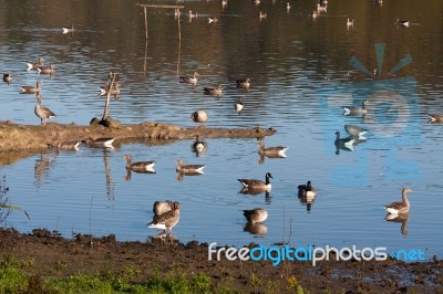 Greylag And Canada Geese At Weir Wood Reservoir Stock Photo