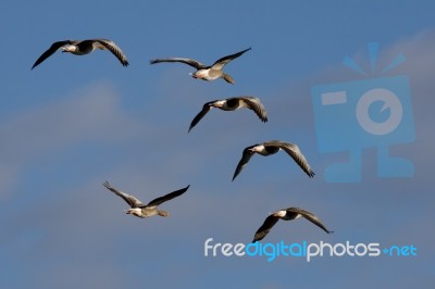 Greylag Geese (anser Anser) Flying Over Marshes In Essex Stock Photo
