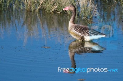 Greylag Goose Stock Photo