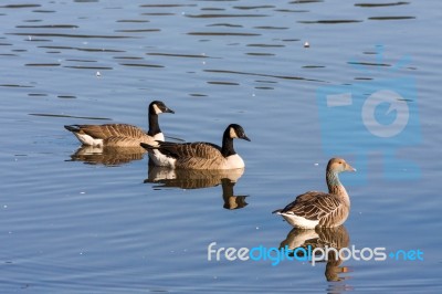 Greylag Goose And Canada Geese At Weir Wood Reservoir Stock Photo