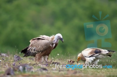 Griffon Vulture, Egyptian Vulture Stock Photo