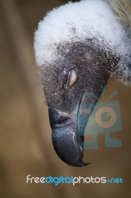 Griffon Vulture (gyps Fulvus) Stock Photo