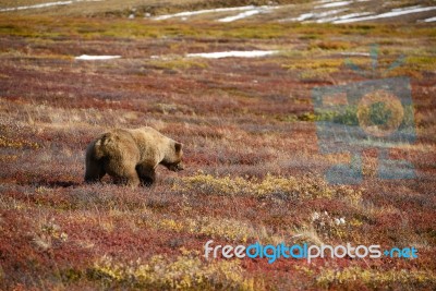 Grizzly Bear In Denali Stock Photo