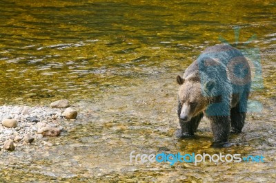 Grizzly Hunting For Salmon Stock Photo