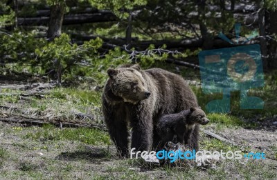 Grizzly Stand Near Her Baby In The Forest At Yellowstone National Park Stock Photo
