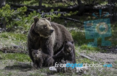 Grizzly With Two Her Children In The Forest At Yellowstone National Park Stock Photo