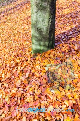 Ground Around Tree Trunk Covered With Autumn Leaves Stock Photo Ground Around Tree Trunk Covered With Autumn Leaves Stock Photo