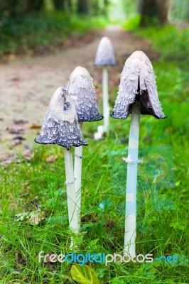 Group Ink Mushrooms Near Forest Path In Fall Stock Photo