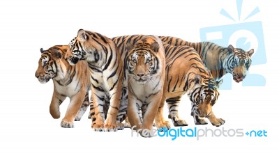 Group Of Bengal Tiger Stock Photo