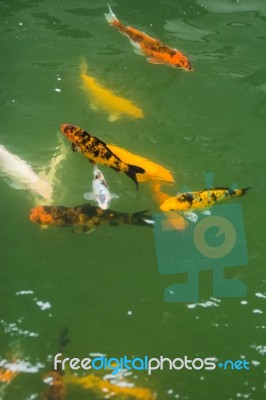 Group Of Fancy Carp Stock Photo