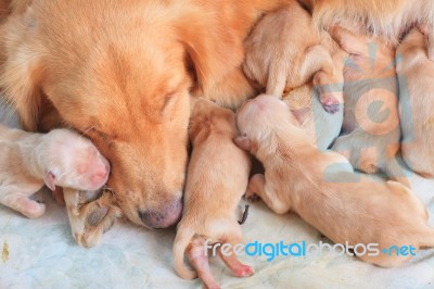 Group Of First Day Golden Retriever Puppies Natural Shot Stock Photo
