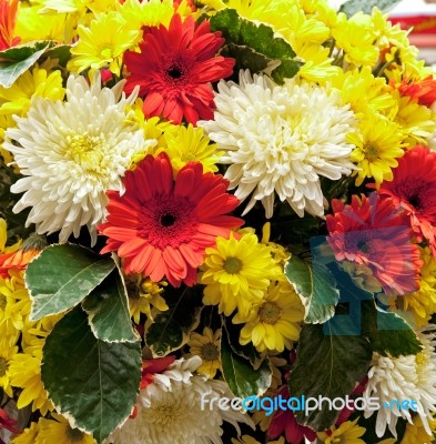 Group Of Flower Stock Photo