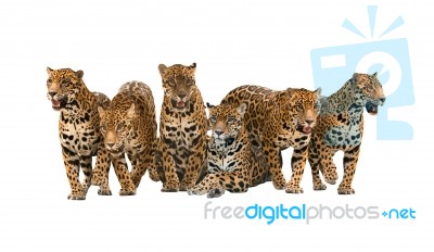 Group Of Jaguar Stock Photo