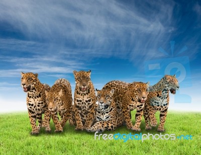 Group Of Jaguar Stock Photo