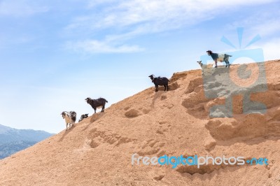 Group Of Mountain Goats On Sandy Hillside Stock Photo