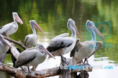 Group Of Pelicans Stock Photo