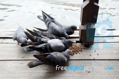 Group Of Pigeon Eating Stock Photo