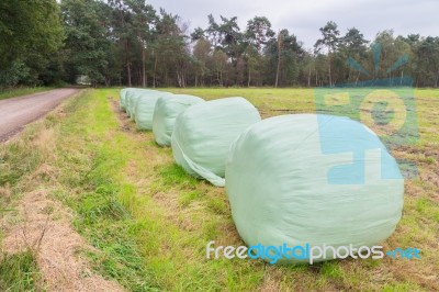 Group Of Plasticized Hay Bales In Row Stock Photo