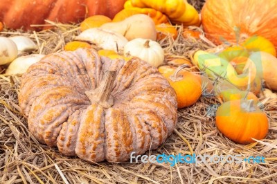 Group Of Pumpkins On Straw Stock Photo