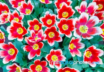 Group Of Red With White Tulips Stock Photo