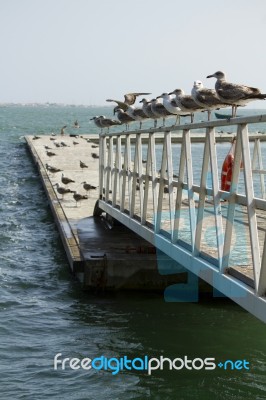 Group Of Seagulls On Pier Stock Photo Group Of Seagulls On Pier Stock Photo
