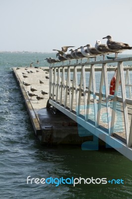 Group Of Seagulls On Pier Stock Photo