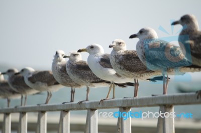 Group Of Seagulls On Pier Stock Photo