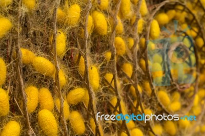 Group Of Silk Worm Cocoons In Nests Stock Photo