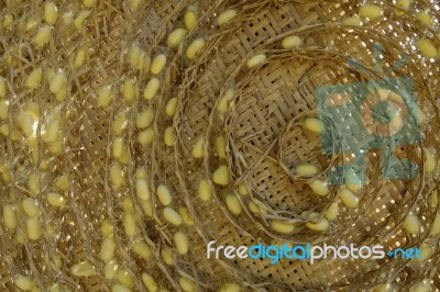 Group Of Yellow Silk Cocoon In Bamboo Nest Stock Photo