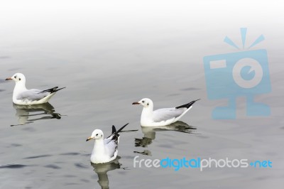 Group Seagull Floating On Water Stock Photo
