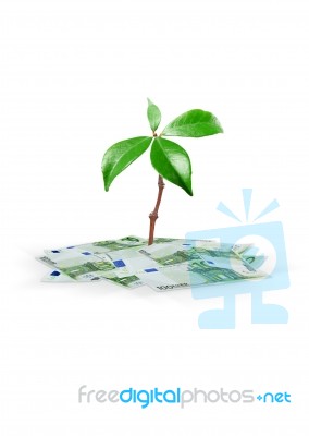 Growing By Money Stock Photo