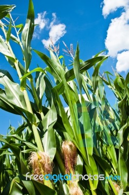 Growing Corn Stock Photo