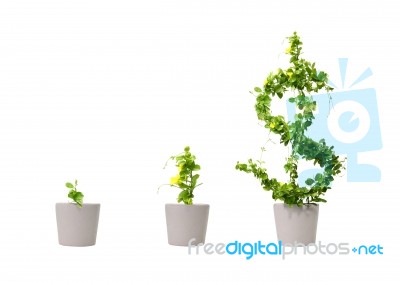 Growing Dollar Tree Stock Image