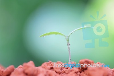 Growing Plants Stock Photo