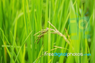 Growing Rice With Leaves Stock Photo