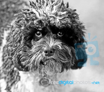 Grumpy Stock Photo - Royalty Free Image ID 1009476