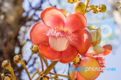 Guianensis Or Cannonball Tree Stock Photo