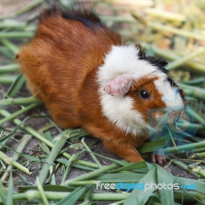 Guinea Pig Stock Photo