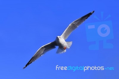 Gull, Seagull Stock Photo
