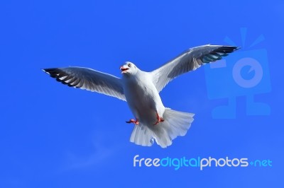 Gull, Seagull Stock Photo