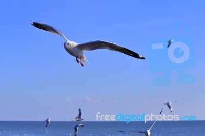 Gull, Seagull Stock Photo