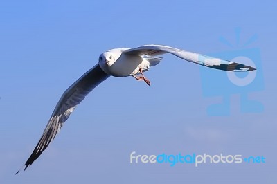 Gull, Seagull Stock Photo