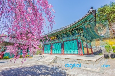 Gyeongbokgung Palace With Cherry Blossom In Spring,korea Stock Photo Gyeongbokgung Palace With Cherry Blossom In Spring,korea Stock Photo